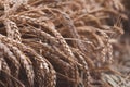 Ripe golden ears of rye background, toned, selective focus Royalty Free Stock Photo