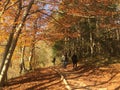 Goldenforest in plitvica selo, Croatia Royalty Free Stock Photo