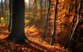 Autumn forest trees