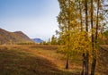 Autumn golden forest in Xinjiang Royalty Free Stock Photo