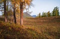 Autumn golden forest in Xinjiang Royalty Free Stock Photo