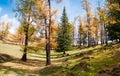 Autumn golden forest in Xinjiang Royalty Free Stock Photo