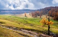 Autumn golden forest in Xinjiang Royalty Free Stock Photo