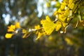 Autumn golden ginkgo leaves on branches Royalty Free Stock Photo