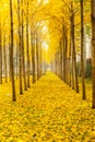Autumn golden ginkgo trees