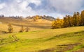 Autumn golden grassland in Xinjiang Royalty Free Stock Photo