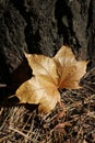 autumn golden leaf in the rays of the sun on a dark wood background, autumn forest. Nature abstract background. Beautiful texture Royalty Free Stock Photo