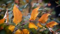 Coloured autumn leaves in the arboretum Royalty Free Stock Photo