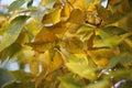 Autumn golden leaves on Ash tree branches. Royalty Free Stock Photo