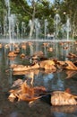 The autumn golden leaves on Bosque Fountain at Battery Park in New York