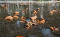 The autumn golden leaves on Bosque Fountain at Battery Park in New York