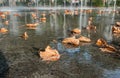 The autumn golden leaves on Bosque Fountain at Battery Park in New York