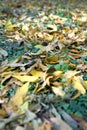 Autumn golden leaves fall all over the ground Royalty Free Stock Photo