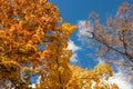 Autumn golden maple trees on blue sky, look up