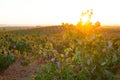 Autumn golden red vineyards sunset in Utiel Requena