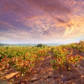 Autumn golden red vineyards in Utiel Requena