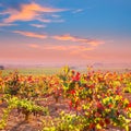 Autumn golden red vineyards in Utiel Requena