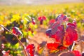 Autumn golden red vineyards in Utiel Requena