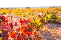 Autumn golden red vineyards in Utiel Requena
