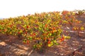 Autumn golden red vineyards in Utiel Requena