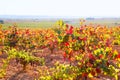 Autumn golden red vineyards in Utiel Requena