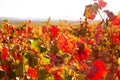 Autumn golden red vineyards in Utiel Requena