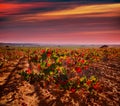 Autumn golden red vineyards in Utiel Requena