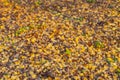Autumn golden season abstract unfocused background concept of yellow and orange falling leave