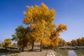 Lively Golden Populus in autumn by River Tarim Royalty Free Stock Photo