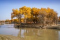 Lively Golden Populus in autumn by River Tarim Royalty Free Stock Photo