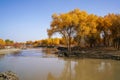 Lively Golden Populus in autumn by River Tarim Royalty Free Stock Photo