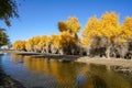 Colorful Populus in autumn by River Tarim Royalty Free Stock Photo