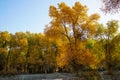 Colorful Populus Water Reflection in autumn by River Tarim Royalty Free Stock Photo