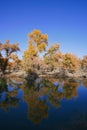 Colorful Populus Water Reflection in autumn by River Tarim Royalty Free Stock Photo