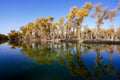 Colorful Populus Water Reflection in autumn by River Tarim Royalty Free Stock Photo