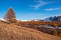 Autumn golden tree on the background of snow-white mountains. Impressive autumn landscape. Vivid autumn colors, dry riverbed in