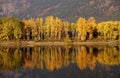 Autumn, golden trees