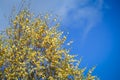 The autumn golden treetop on the blue bright sky with light cloud