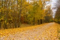 Autumn golden way. Podlachia. Poland Royalty Free Stock Photo