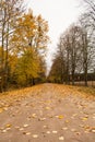 Autumn way with yellow trees . Podlachia. Poland