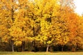 Autumn golden yellow maple trees in park