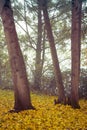 Autumn in Goldsworth Park in Woking Royalty Free Stock Photo