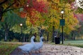 Autumn Geese Crossing in Park 01 Royalty Free Stock Photo