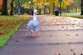 Autumn Goose Crossing in Park 03 Royalty Free Stock Photo