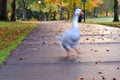 Autumn Goose Crossing in Park 04 Royalty Free Stock Photo