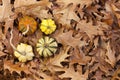 Autumn Gourds