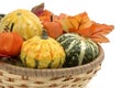 Autumn Gourds Royalty Free Stock Photo