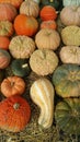 A lineup of autumn gourds Royalty Free Stock Photo