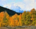 Autumn, Grand Teton National Park, Wyoming. Royalty Free Stock Photo