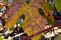 Autumn Grape Leaf 04 Royalty Free Stock Photo